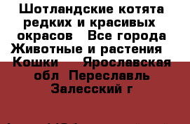 Шотландские котята редких и красивых  окрасов - Все города Животные и растения » Кошки   . Ярославская обл.,Переславль-Залесский г.